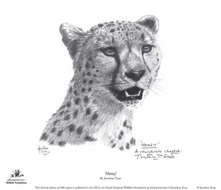 Cheetah Art Prints Drawings More David Shepherd Wildlife Foundation