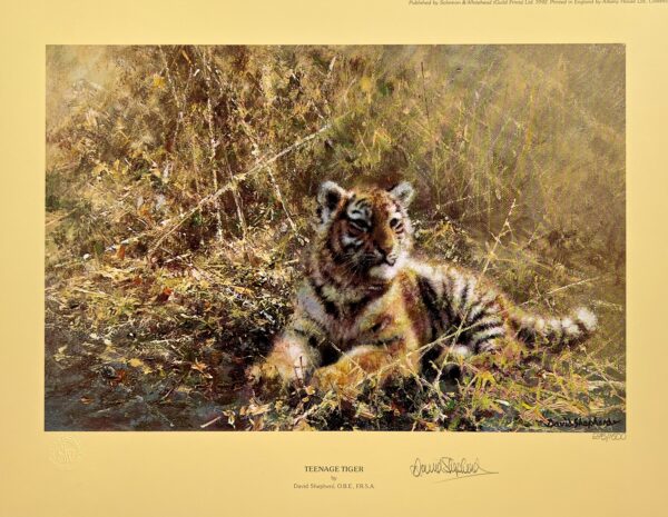 Image of Teenage Tiger by David Shepherd