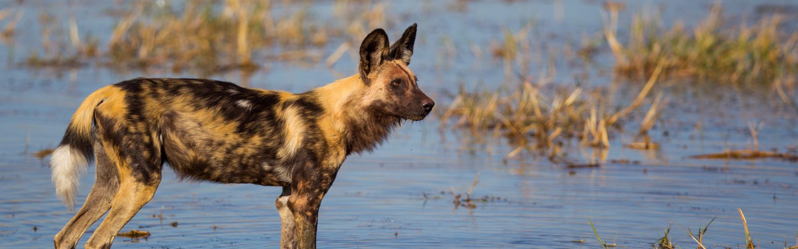 are african painted dogs dangerous