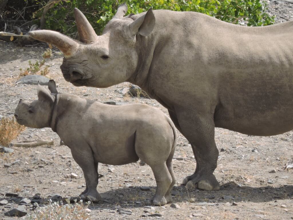 David Shepherd Wildlife Foundation X Save the Rhino Trust