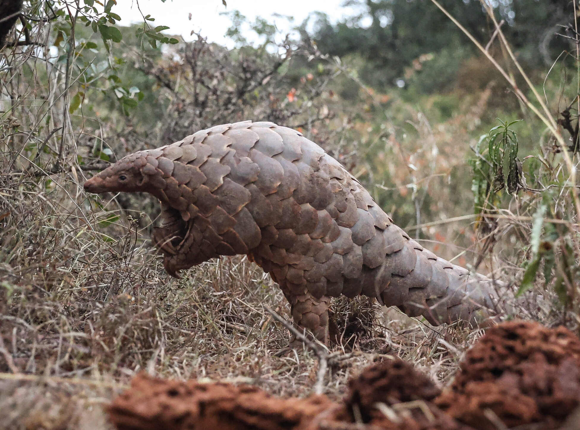 Pangolin Facts David Shepherd Wildlife Foundation