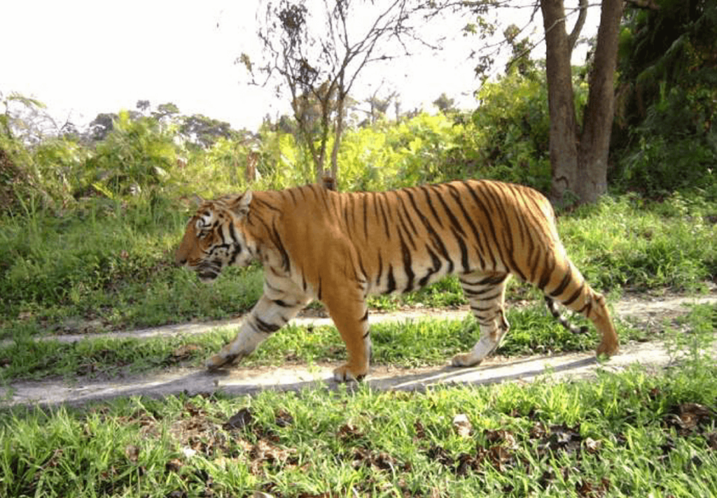 tiger walking along a road in the forest