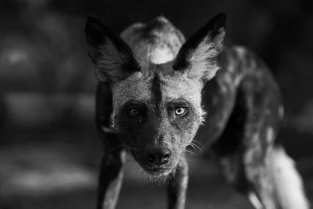 black and white portrait of a painted dog 