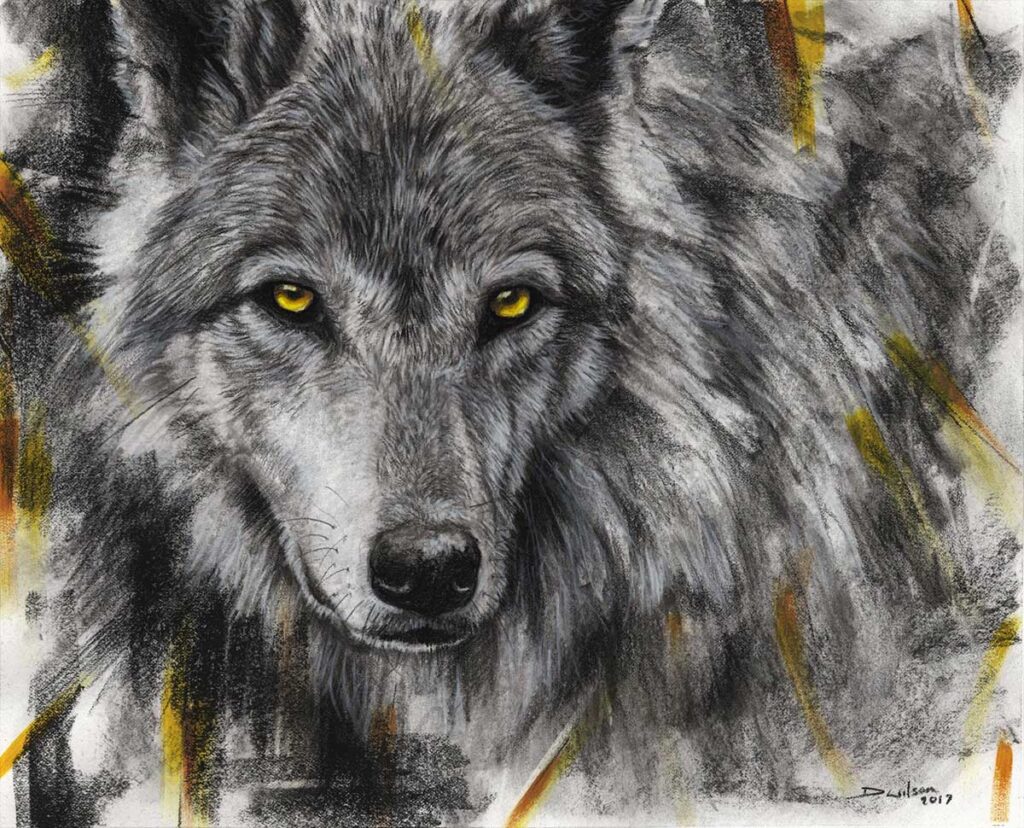 drawing of a wolf by david wilson