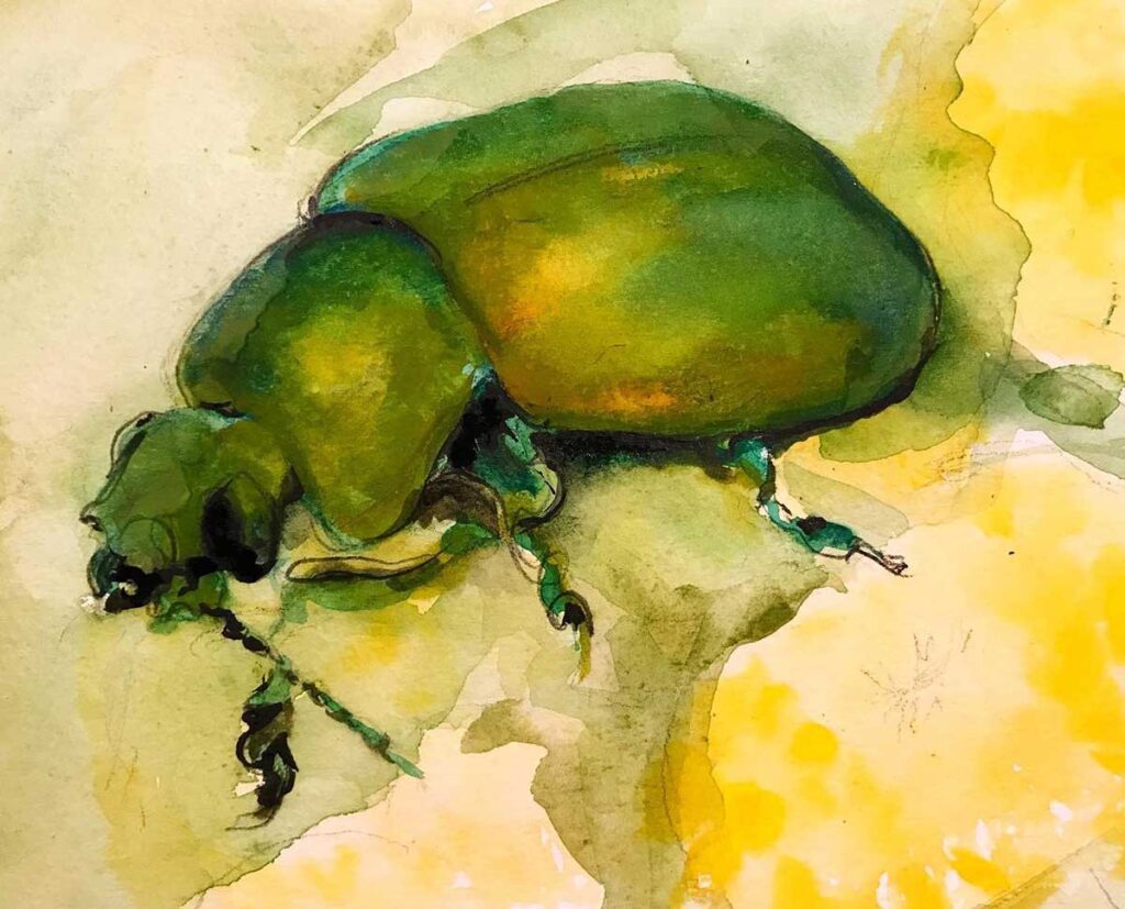 Beetle watercolour painting entry in Wildlife Artist of the Year 2020