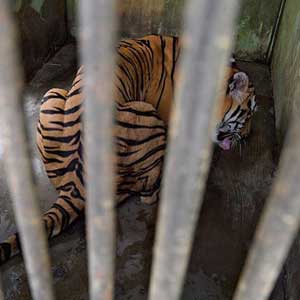 Seven tigers given new life after rescue from illegal wildlife trade in  Vietnam