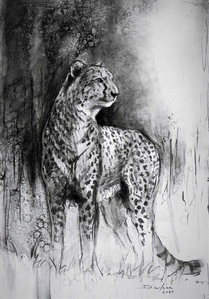 charcoal drawing of a cheetah by david wilson