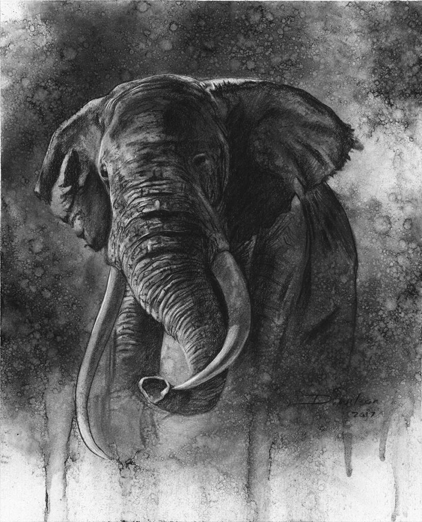 elephant charcoal drawing by david wilson
