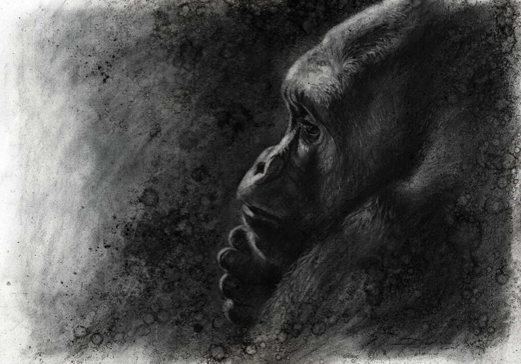 gorilla charcoal drawing by david wilson