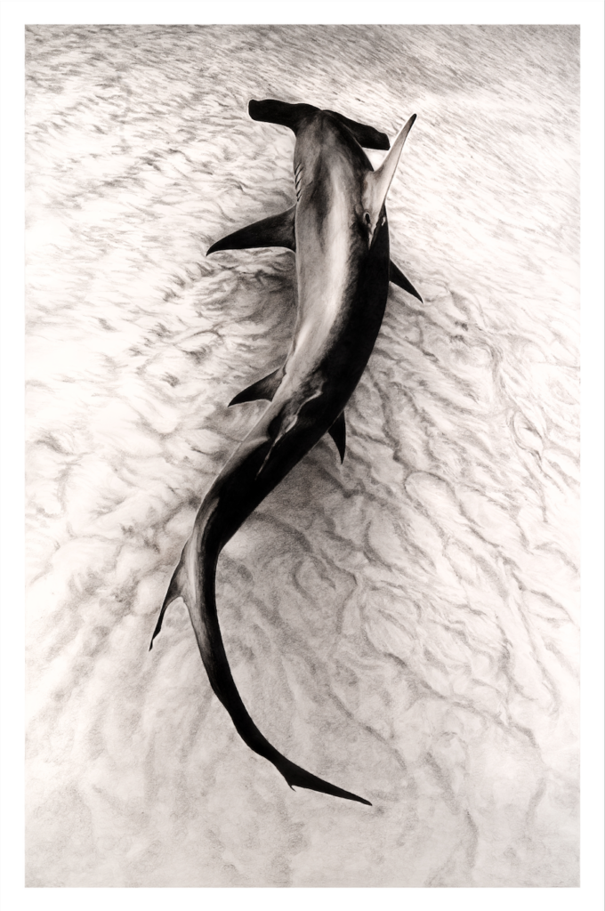 Hammerhead shark in graphite in art competition Wildlife Artist of the Year 2020