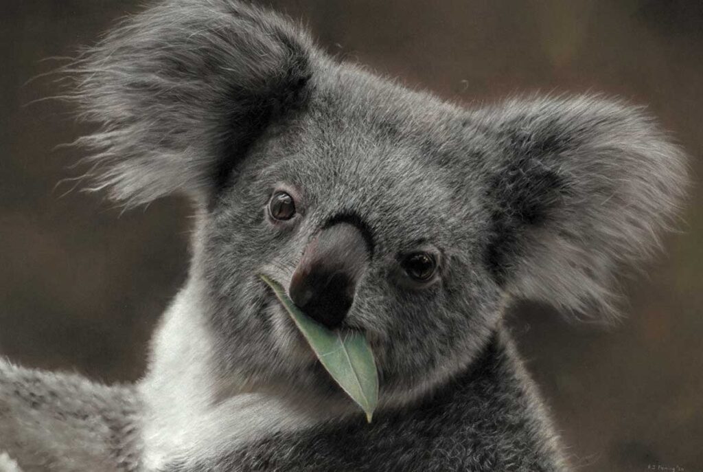 Koala pastel drawing entered Wildlife Artists of the Year 2020