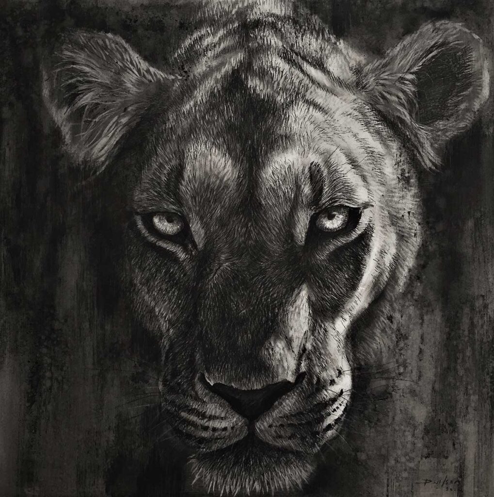 charcoal drawing of a lion by artist Dan Wilson for sale via DSWF online shop