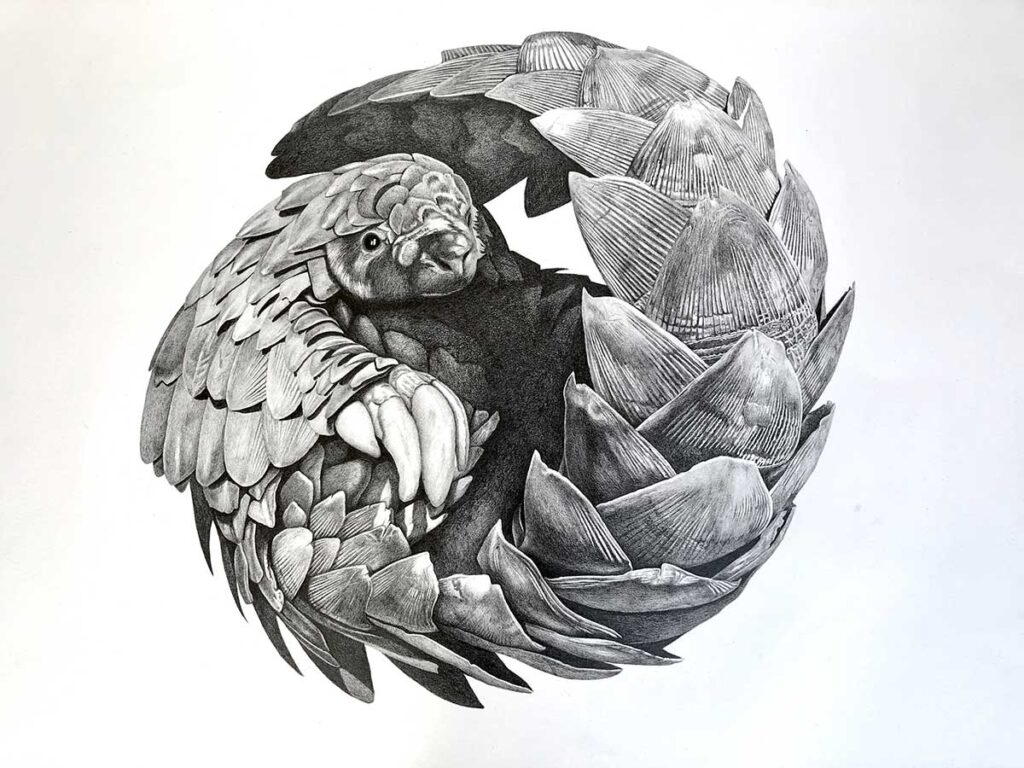 Pangolin pencil artwork entry in Wildlife Artist of the Year 2020