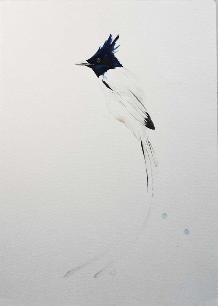 Paradise Flycatcher Gouache entry into Wildlife Artist of the Year 2020