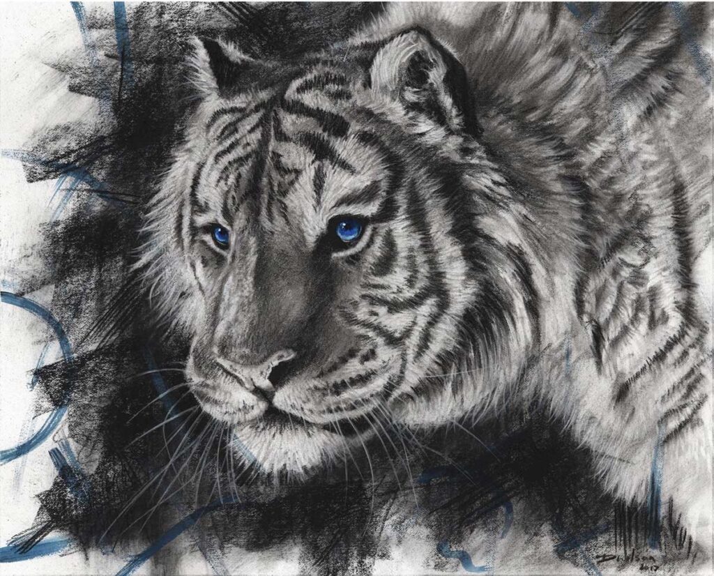 charcoal drawing of a tiger by david wilson