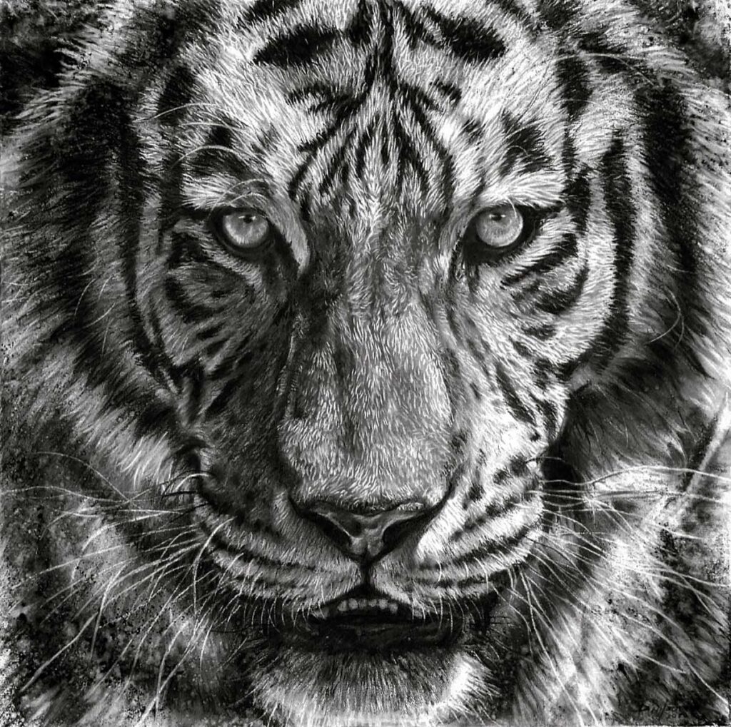 charcoal drawing of a tiger by david wilson