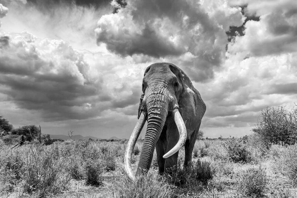a dramatic black and white photograph of an elephant