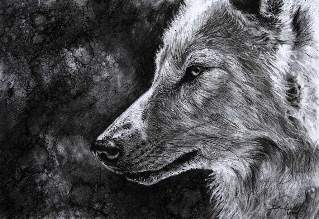 wold charcoal drawing by david wilson