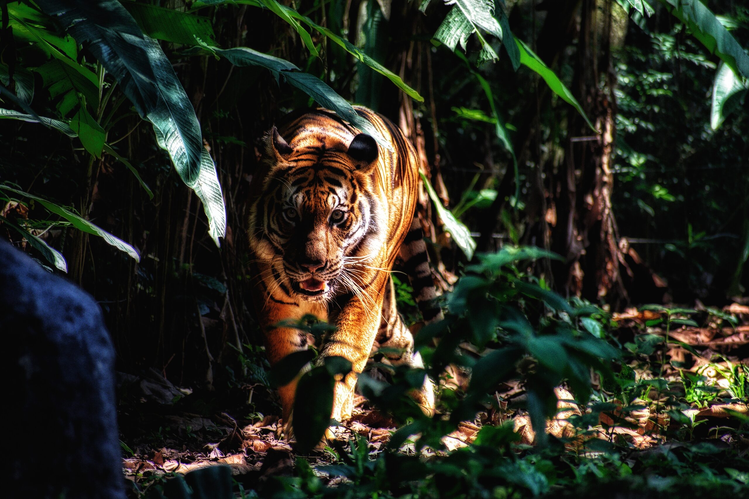 How DSWF is Protecting & Saving Tigers