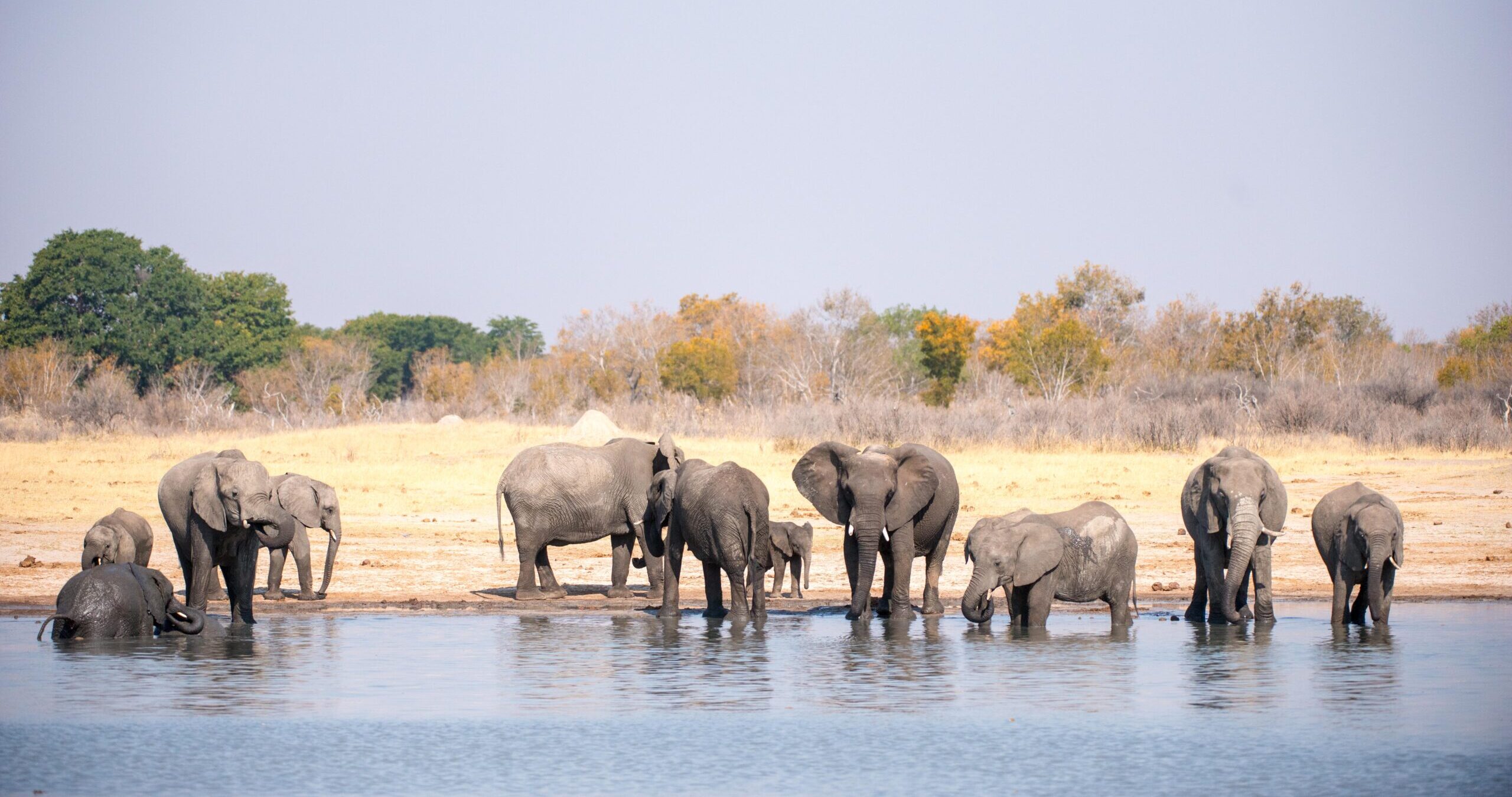Elephants in Africa Face Grave Extinction Threat, New Expert