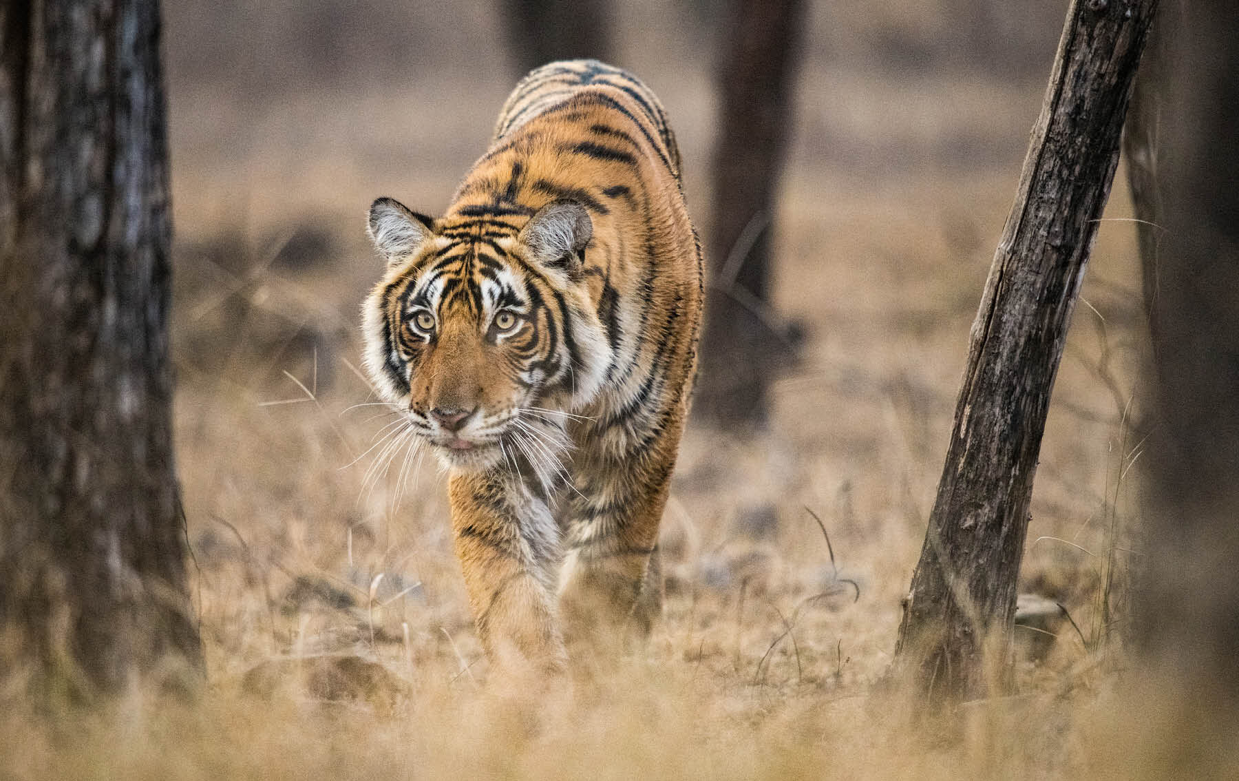 How DSWF is Protecting & Saving Tigers