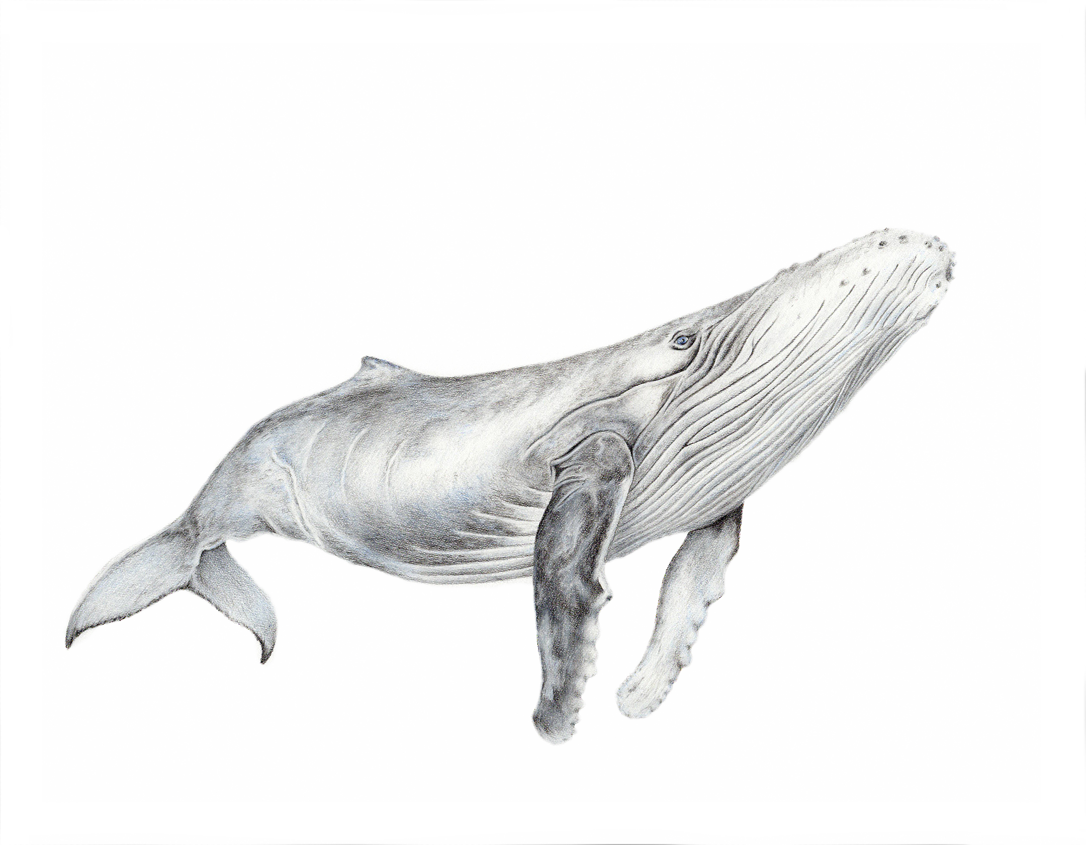 Humphrey the Humpback Whale Calf | David Shepherd Wildlife Foundation