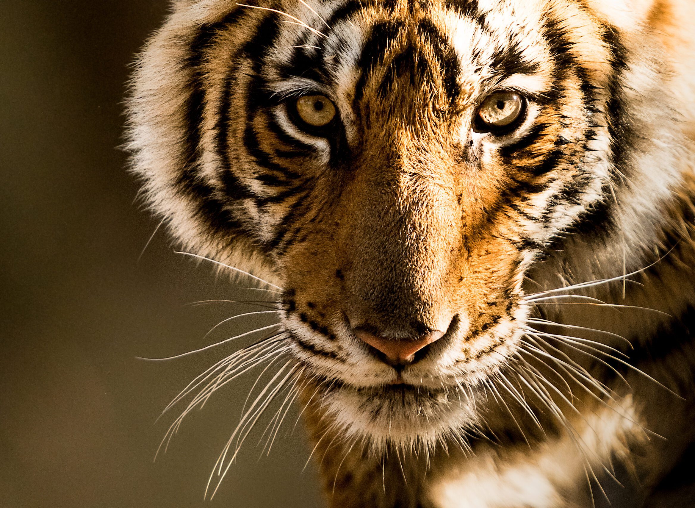 How DSWF is Protecting & Saving Tigers