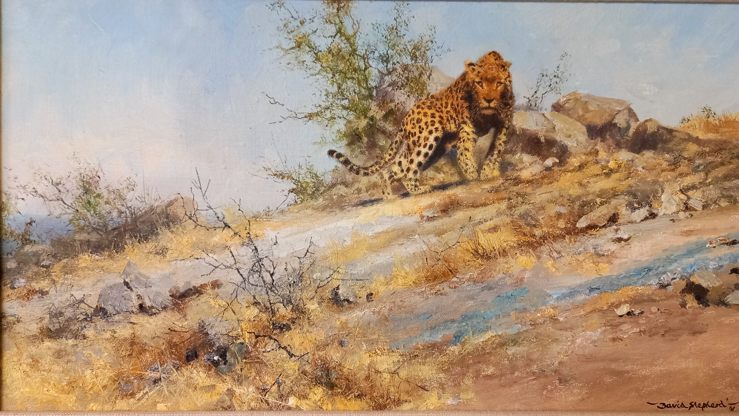 Who Dares Wins Leopard David Shepherd Wildlife Foundation Who Dares Wins Leopard David Shepherd Wildlife Foundation