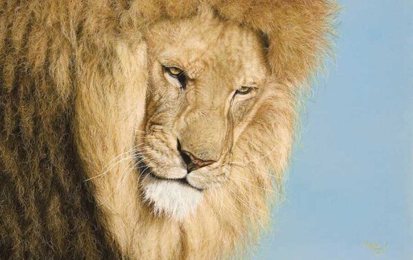 David Shepherd Wildlife Foundation