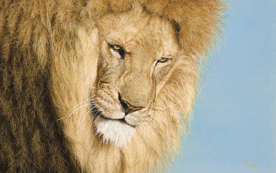 Interesting Lion Facts  David Shepherd Wildlife Foundation