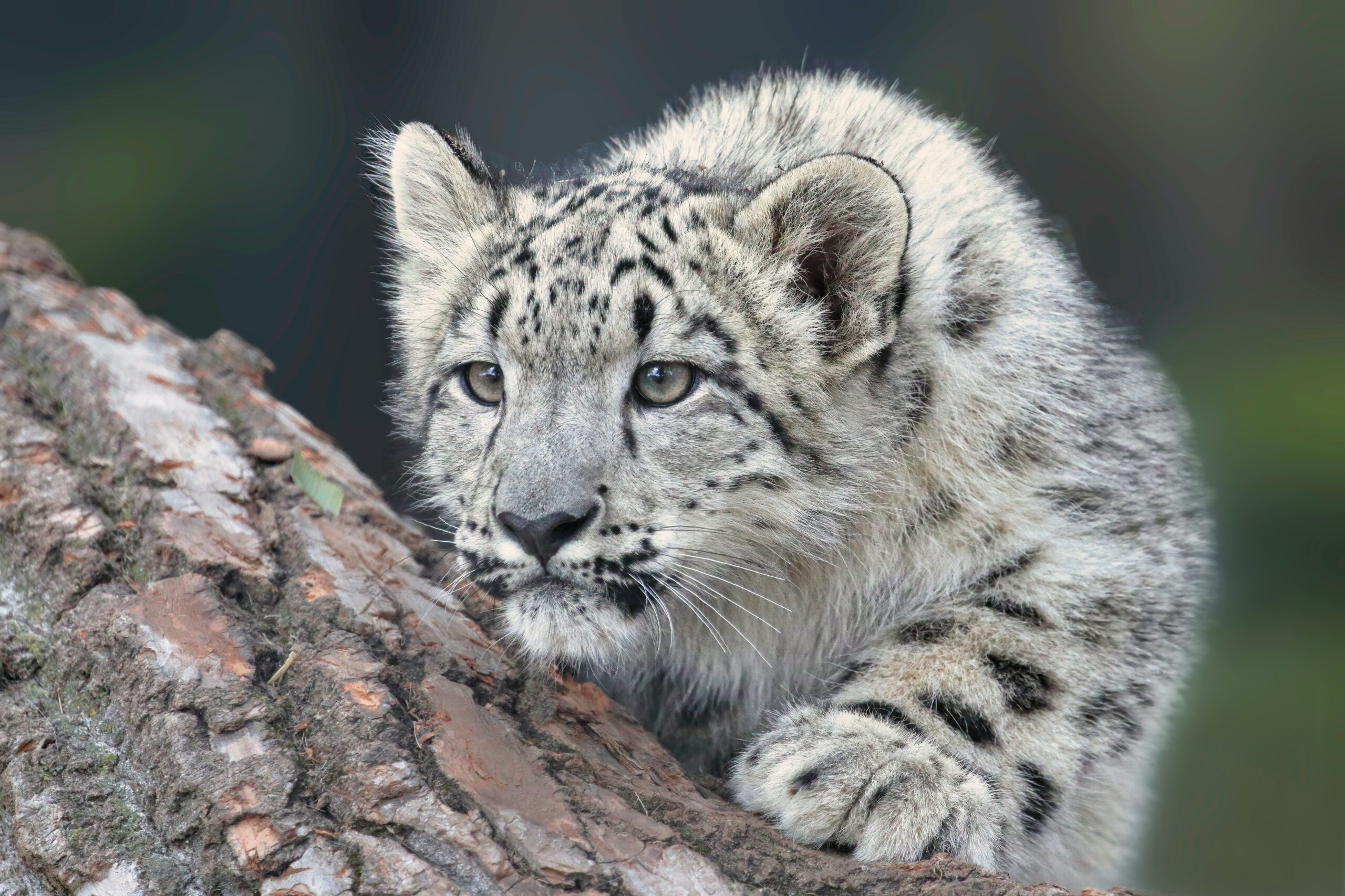 Snow Leopard (Leopard skin) Concept