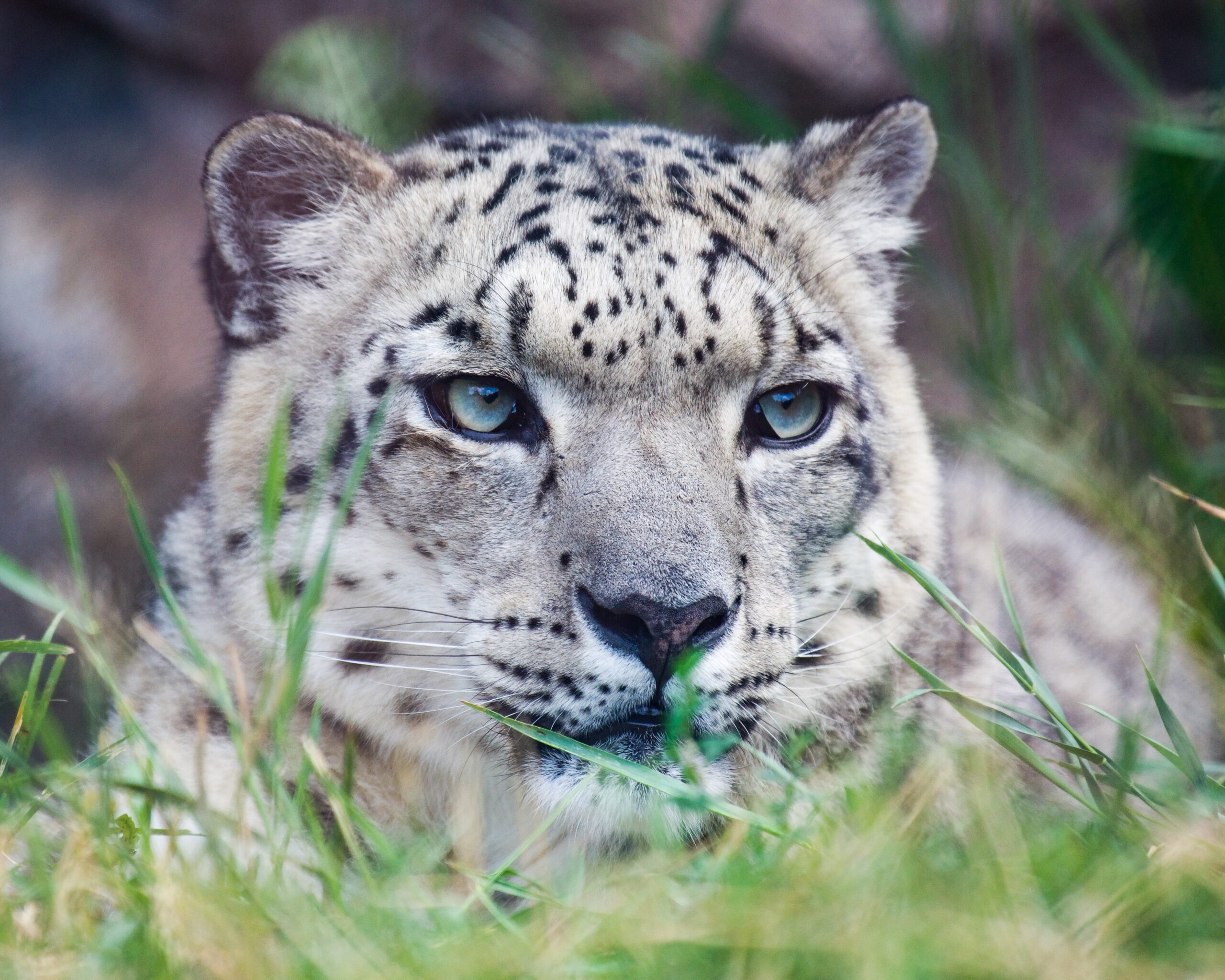 How DSWF is Protecting & Saving Snow Leopards