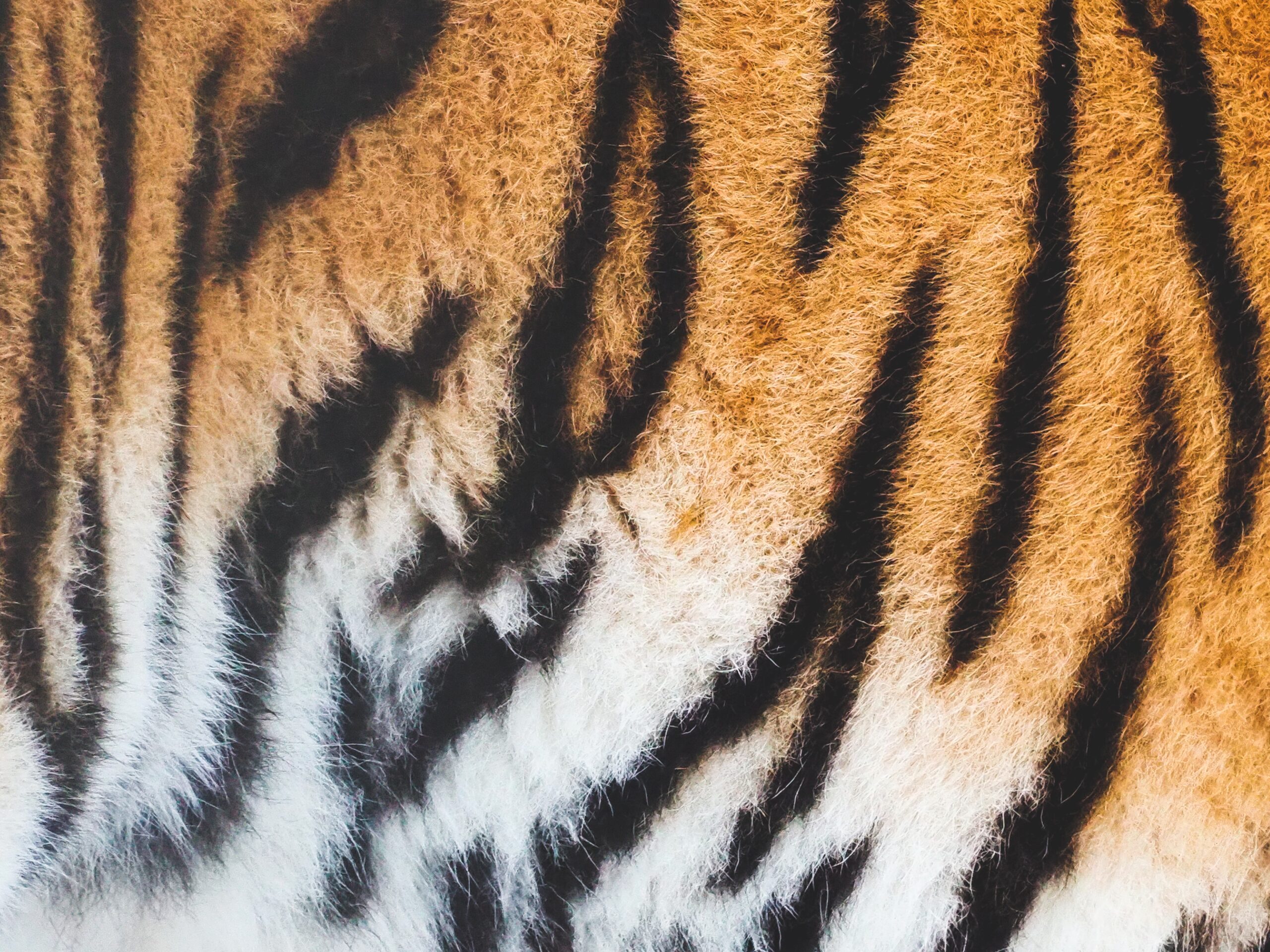 For Tigers on X: Tiger stripes are like fingerprints - no 2 are