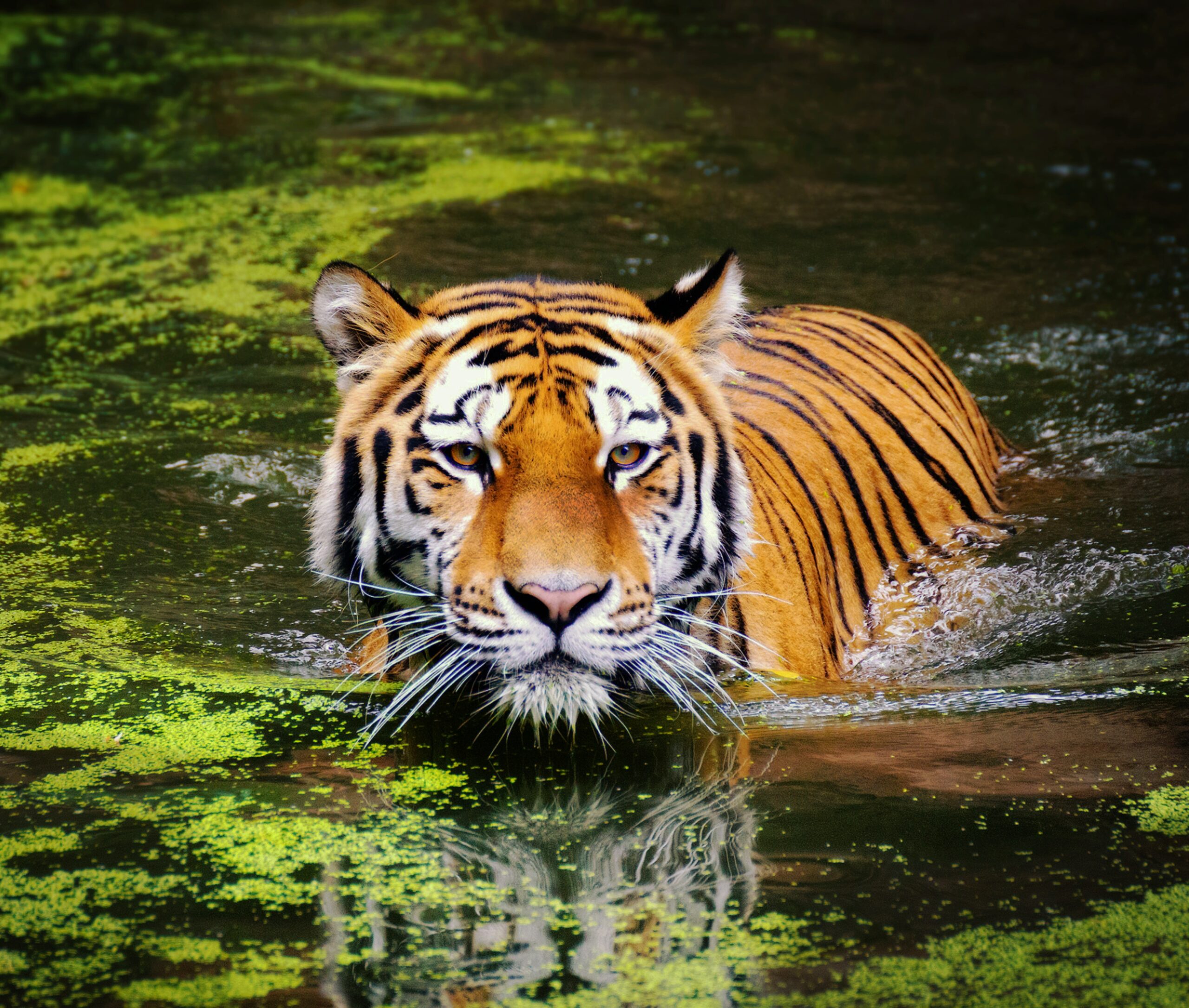 This is a tiger portrait. This menacing tiger have great orange