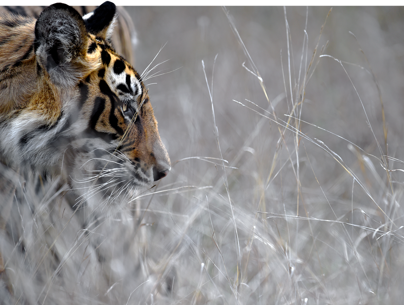 White Tigers: Facts, Threats, & Conservation