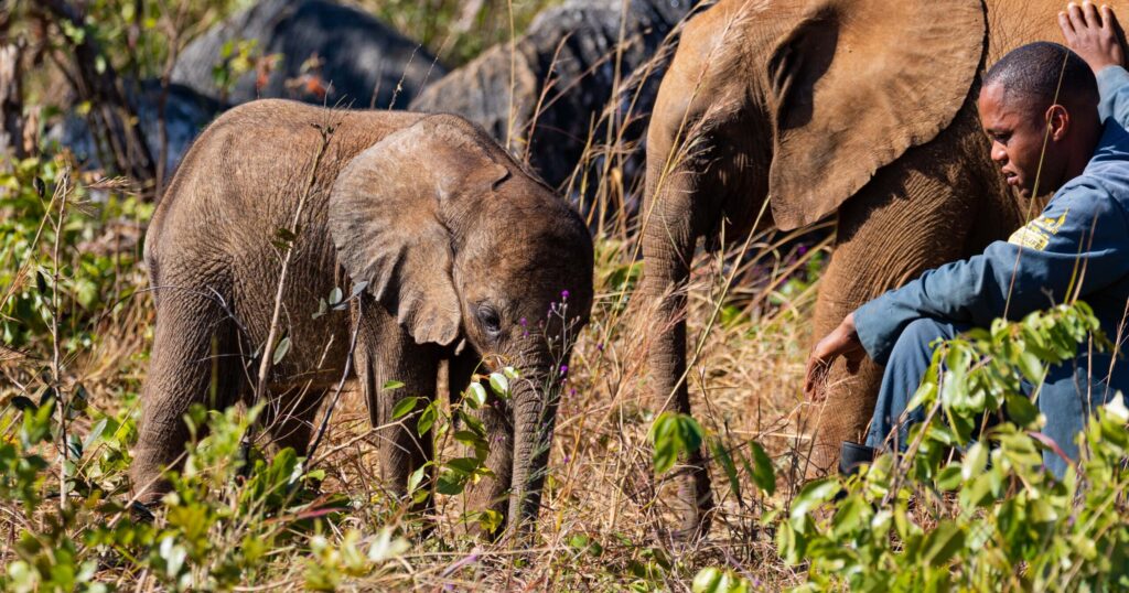 David Shepherd Wildlife Foundation