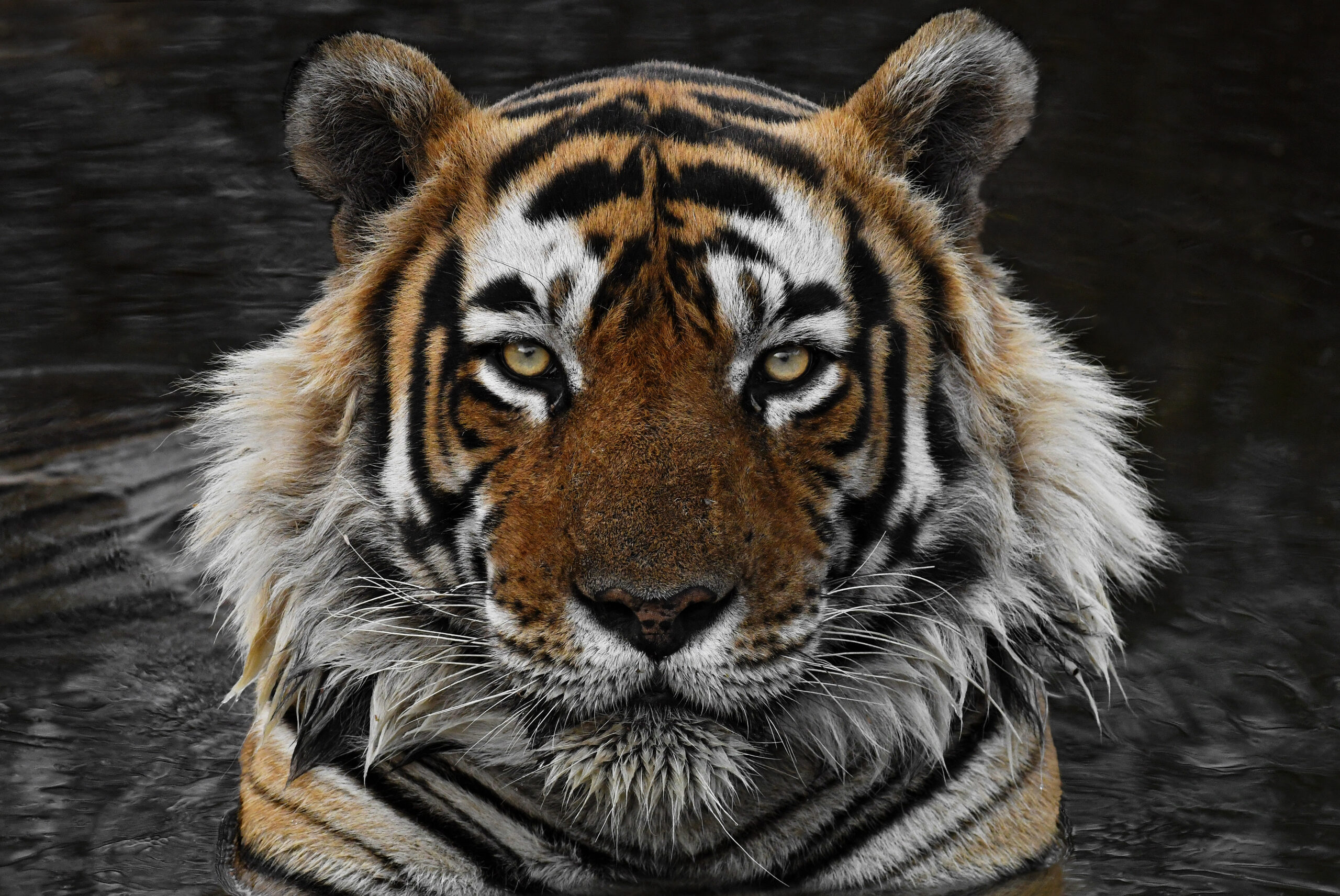 Information and Facts about Tigers and Types of Tigers and Where