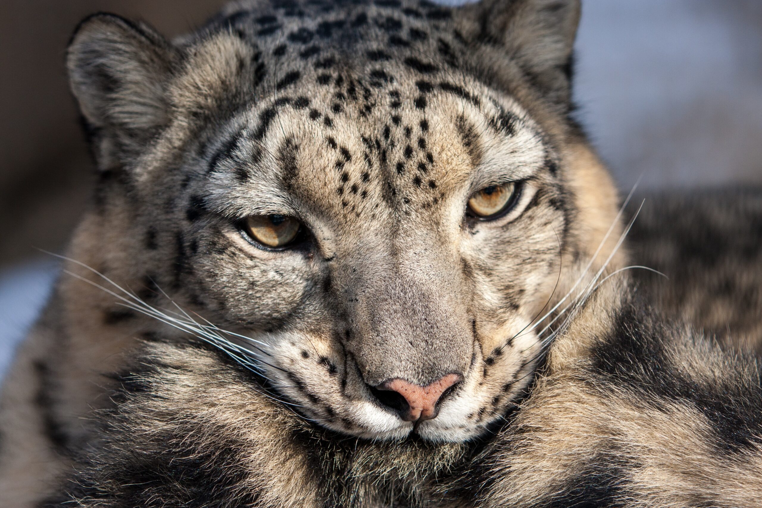 Snow Leopard facts and photos