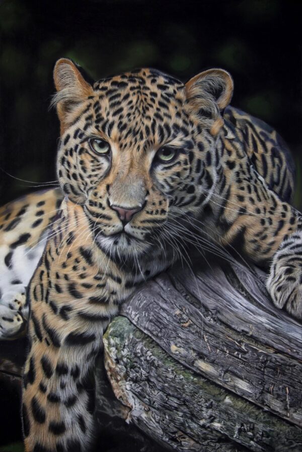 Clare-Parkes-A-Leopards-Gaze-36-x-54-drawing.jpg