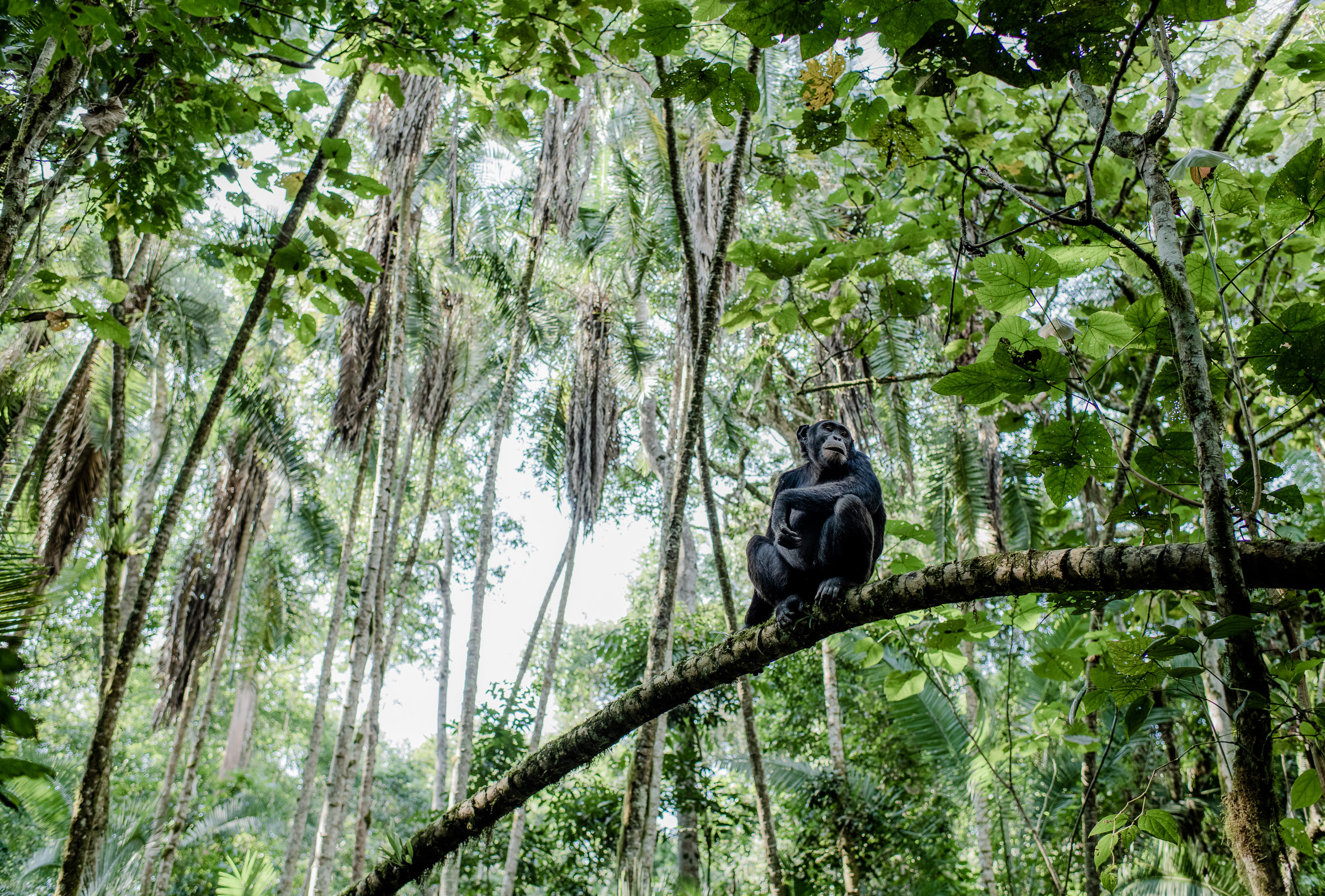8 Chimp Facts For Kids David Shepherd Wildlife Foundation