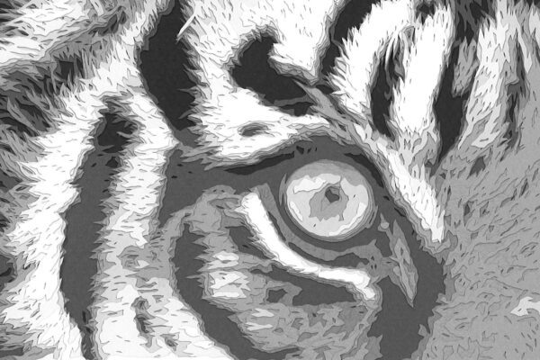 No. 20 - Pura Eye Sumatran Tiger