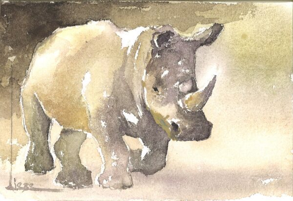 No. 29 - White Rhino