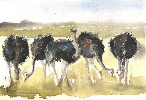 No. 30 - Ostriches in the Naukloof