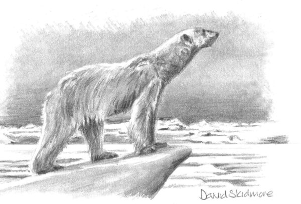 No. 39 - Polar Bear 1