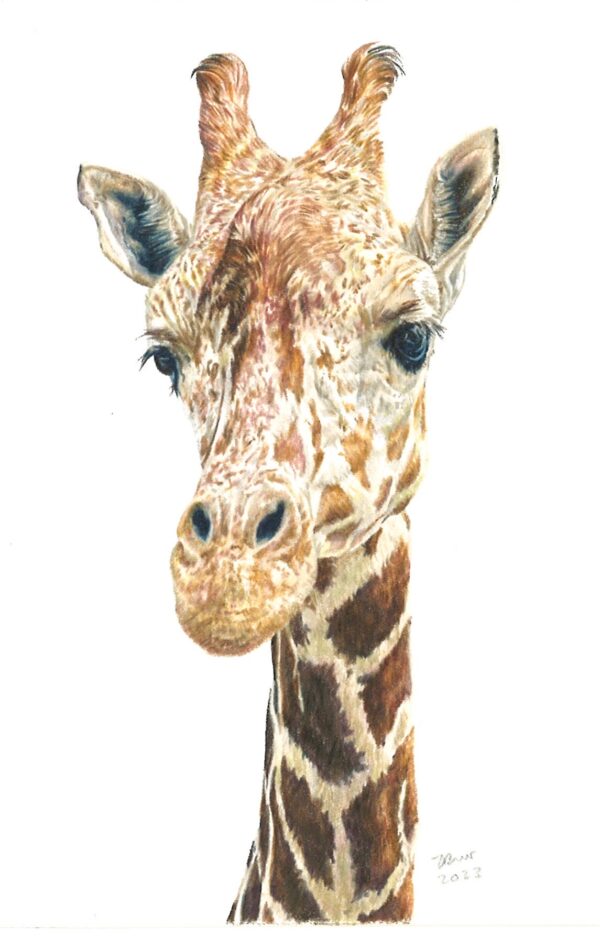 No. 41 - Giraffe