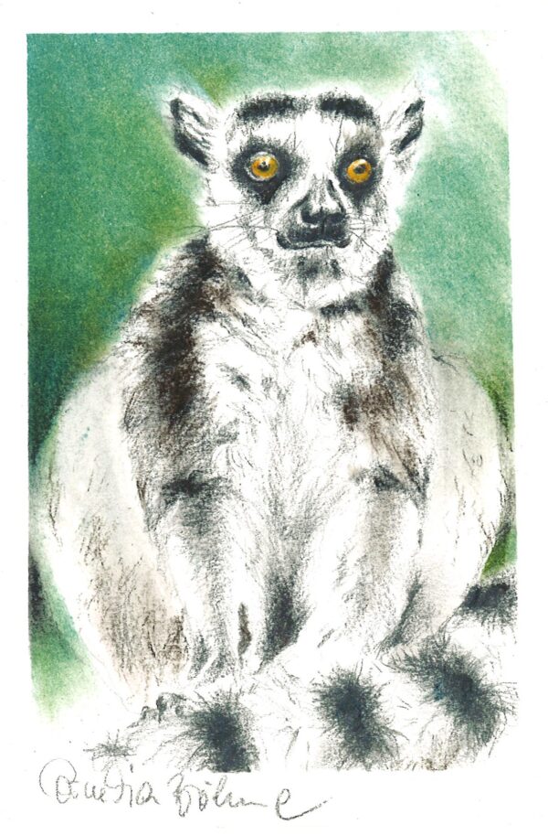 NO. 47 - Ring Tailed Lemur
