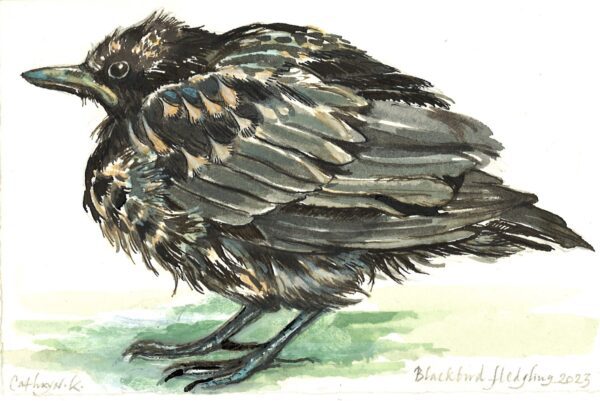 No. 58 - Blackbird Fledgling