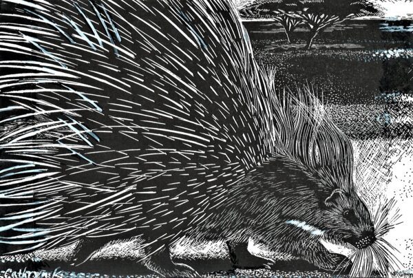 No. 68 - The Porcupine In Search of a Mate