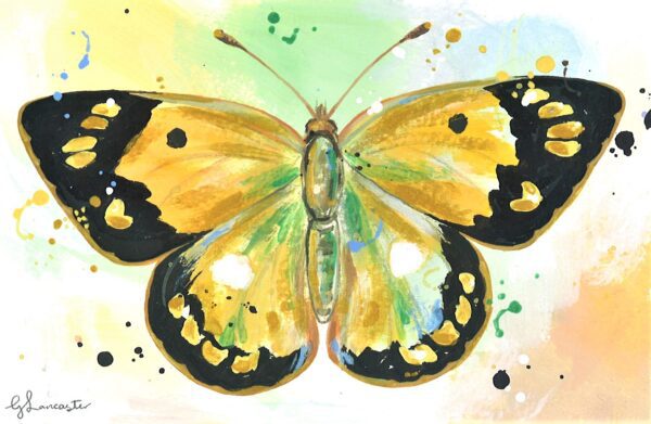 No. 78 - Clouded Yellow