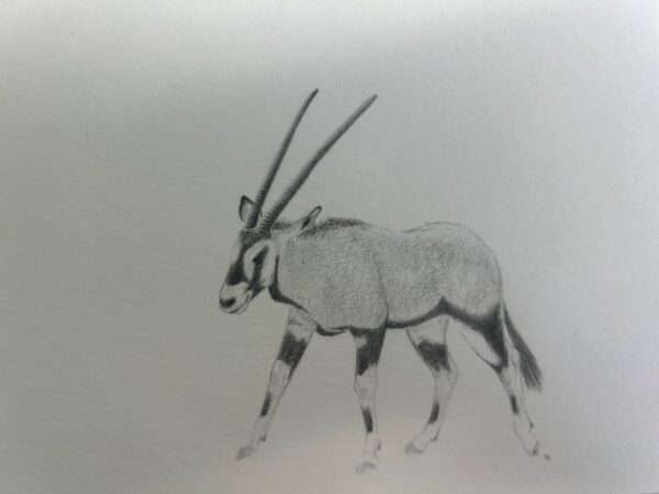 No. 80 - Arabian Oryx